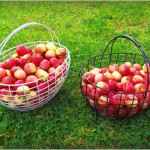 Basket with apples