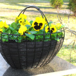 garden basket with flowers