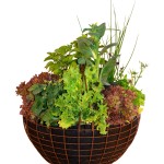 Rusti basket with herbs